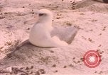 Image Gooneyville oiseaux Océan Pacifique, 1945, de la seconde 47 séquences d'archives historiques vidéo 65675076077