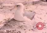 Image Gooneyville oiseaux Océan Pacifique, 1945, de la seconde 48 séquences d'archives historiques vidéo 65675076077