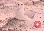 Image Gooneyville oiseaux Océan Pacifique, 1945, de la seconde 49 séquences d'archives historiques vidéo 65675076077