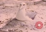Image Gooneyville oiseaux Océan Pacifique, 1945, de la seconde 50 séquences d'archives historiques vidéo 65675076077