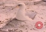 Image Gooneyville oiseaux Océan Pacifique, 1945, de la seconde 51 séquences d'archives historiques vidéo 65675076077