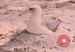 Image Gooneyville oiseaux Océan Pacifique, 1945, de la seconde 52 séquences d'archives historiques vidéo 65675076077