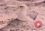 Image Gooneyville oiseaux Océan Pacifique, 1945, de la seconde 53 séquences d'archives historiques vidéo 65675076077