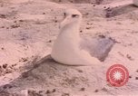 Image Gooneyville oiseaux Océan Pacifique, 1945, de la seconde 54 séquences d'archives historiques vidéo 65675076077
