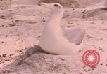 Image Gooneyville oiseaux Océan Pacifique, 1945, de la seconde 55 séquences d'archives historiques vidéo 65675076077
