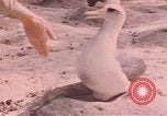 Image Gooneyville oiseaux Océan Pacifique, 1945, de la seconde 56 séquences d'archives historiques vidéo 65675076077