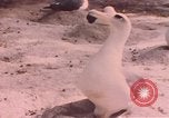 Image Gooneyville oiseaux Océan Pacifique, 1945, de la seconde 57 séquences d'archives historiques vidéo 65675076077