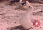 Image Gooneyville oiseaux Océan Pacifique, 1945, de la seconde 58 séquences d'archives historiques vidéo 65675076077