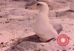 Image Gooneyville oiseaux Océan Pacifique, 1945, de la seconde 59 séquences d'archives historiques vidéo 65675076077
