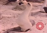 Image Gooneyville oiseaux Océan Pacifique, 1945, de la seconde 60 séquences d'archives historiques vidéo 65675076077