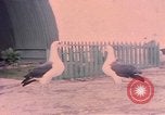Image Gooneyville oiseaux Océan Pacifique, 1945, de la seconde 61 séquences d'archives historiques vidéo 65675076077