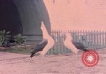 Image Gooneyville oiseaux Océan Pacifique, 1945, de la seconde 62 séquences d'archives historiques vidéo 65675076077