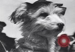 Standbild Pet's Parade Eugene Oregon USA, 1939, aus Sekunde 30 historischem Filmmaterial Videoclip 65675076142
