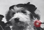 Standbild Pet's Parade Eugene Oregon USA, 1939, aus Sekunde 31 historischem Filmmaterial Videoclip 65675076142