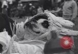 Standbild Pet's Parade Eugene Oregon USA, 1939, aus Sekunde 38 historischem Filmmaterial Videoclip 65675076142