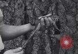 Standbild frog Jumping Wettbewerb Angels Camp California USA, 1939, aus Sekunde 9 historischem Filmmaterial Videoclip 65675076143