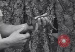 Standbild frog Jumping Wettbewerb Angels Camp California USA, 1939, aus Sekunde 10 historischem Filmmaterial Videoclip 65675076143
