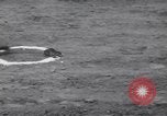 Standbild frog Jumping Wettbewerb Angels Camp California USA, 1939, aus Sekunde 27 historischem Filmmaterial Videoclip 65675076143