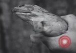Standbild frog Jumping Wettbewerb Angels Camp California USA, 1939, aus Sekunde 39 historischem Filmmaterial Videoclip 65675076143