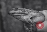 Standbild frog Jumping Wettbewerb Angels Camp California USA, 1939, aus Sekunde 40 historischem Filmmaterial Videoclip 65675076143