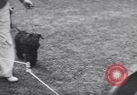Image of dog show Madison New Jersey USA, 1939, second 12 stock footage video 65675076153