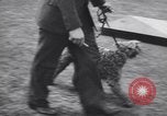 Image of dog show Madison New Jersey USA, 1939, second 15 stock footage video 65675076153