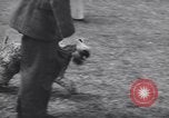 Image of dog show Madison New Jersey USA, 1939, second 16 stock footage video 65675076153