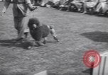 Image of dog show Madison New Jersey USA, 1939, second 18 stock footage video 65675076153