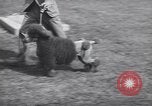 Image of dog show Madison New Jersey USA, 1939, second 19 stock footage video 65675076153