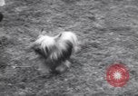 Image of dog show Madison New Jersey USA, 1939, second 23 stock footage video 65675076153