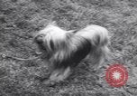 Image of dog show Madison New Jersey USA, 1939, second 24 stock footage video 65675076153