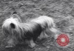 Image of dog show Madison New Jersey USA, 1939, second 25 stock footage video 65675076153