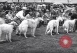 Image of dog show Madison New Jersey USA, 1939, second 27 stock footage video 65675076153