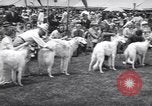 Image of dog show Madison New Jersey USA, 1939, second 28 stock footage video 65675076153