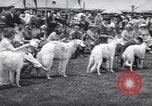 Image of dog show Madison New Jersey USA, 1939, second 29 stock footage video 65675076153