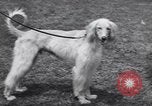Image of dog show Madison New Jersey USA, 1939, second 30 stock footage video 65675076153