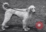 Image of dog show Madison New Jersey USA, 1939, second 31 stock footage video 65675076153