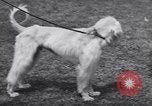 Image of dog show Madison New Jersey USA, 1939, second 32 stock footage video 65675076153