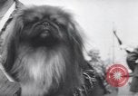 Image of dog show Madison New Jersey USA, 1939, second 33 stock footage video 65675076153