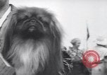 Image of dog show Madison New Jersey USA, 1939, second 34 stock footage video 65675076153