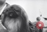 Image of dog show Madison New Jersey USA, 1939, second 35 stock footage video 65675076153