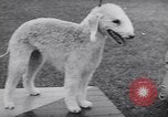 Image of dog show Madison New Jersey USA, 1939, second 36 stock footage video 65675076153