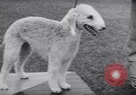 Image of dog show Madison New Jersey USA, 1939, second 37 stock footage video 65675076153