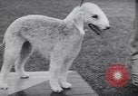Image of dog show Madison New Jersey USA, 1939, second 38 stock footage video 65675076153