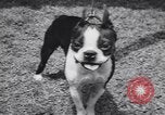 Image of dog show Madison New Jersey USA, 1939, second 39 stock footage video 65675076153