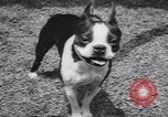 Image of dog show Madison New Jersey USA, 1939, second 40 stock footage video 65675076153