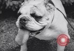 Image of dog show Madison New Jersey USA, 1939, second 41 stock footage video 65675076153