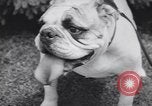Image of dog show Madison New Jersey USA, 1939, second 42 stock footage video 65675076153