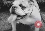 Image of dog show Madison New Jersey USA, 1939, second 43 stock footage video 65675076153