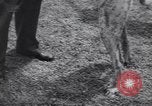 Image of dog show Madison New Jersey USA, 1939, second 44 stock footage video 65675076153